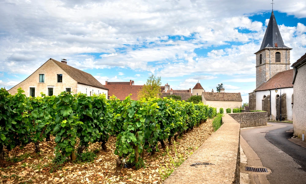 细数勃艮第传奇家族，看毕修家族如何跨越世纪构筑起葡萄酒帝国