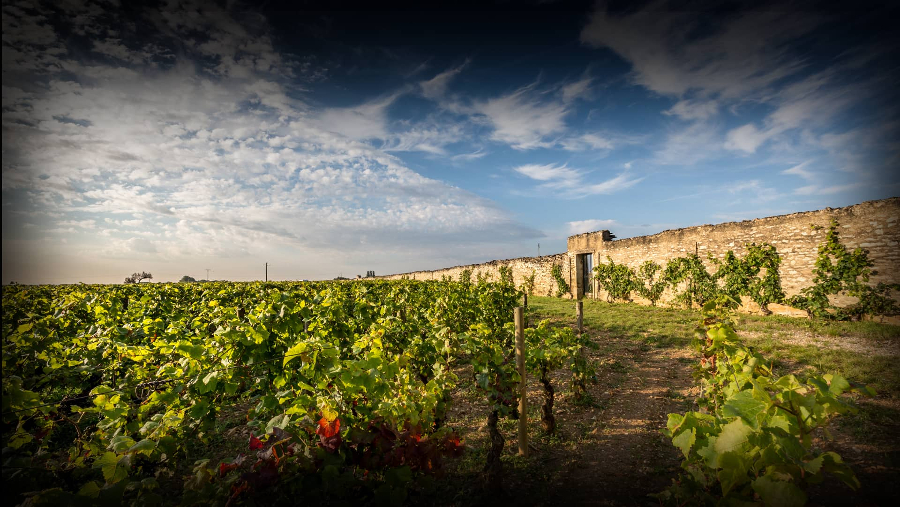 让每一瓶酒在酿造的过程中，尽可能把品种、风土、气候与人融合得恰到好处